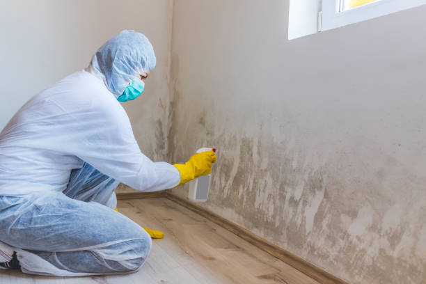 Licensed Attic Mold Removal service in Teterboro, NJ - WQB Mold Removal