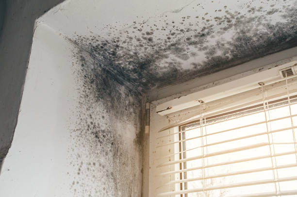 Affordable Attic Mold Removal solutions in Teterboro, NJ